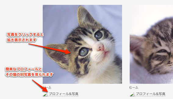 猫写真 | 風呂猫 [CAT PHOTO ART 写真がつなぐ、ネコミュニケーション 板東寛司のなごみ猫写真].png